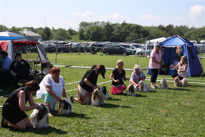 Shih Tzu Danmark